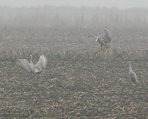 Sandhill Cranes dancing in the fog