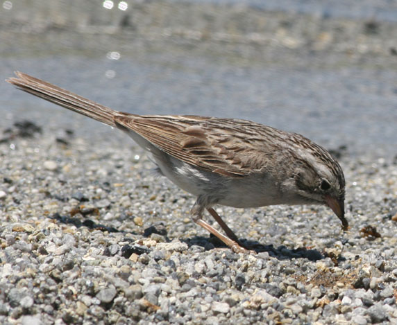 Brewers Sparrow eating