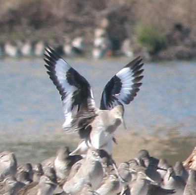 Willet