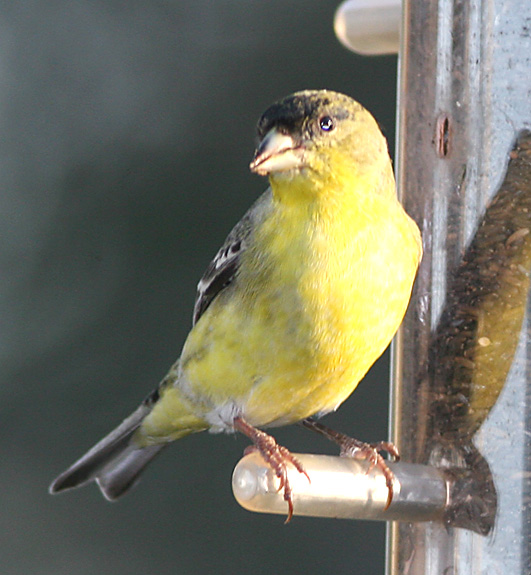 Lesser Goldfinch