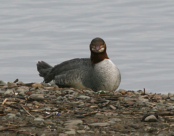 Common Merganser,female in breeding plumage
