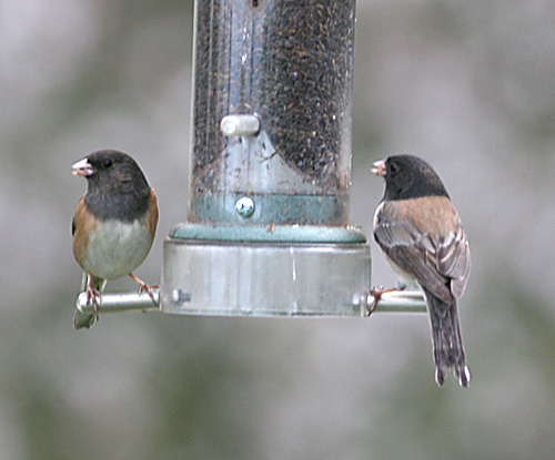 Dark-eyed Junco,males at our feeder