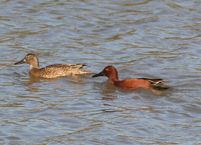 Cinnamon Teal,female and male in breeding plumage