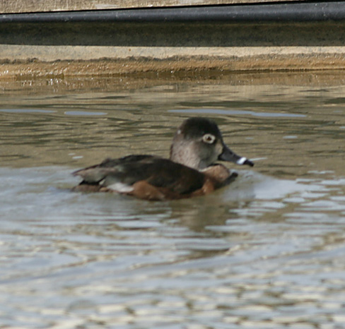 Ring-necked Duck,female