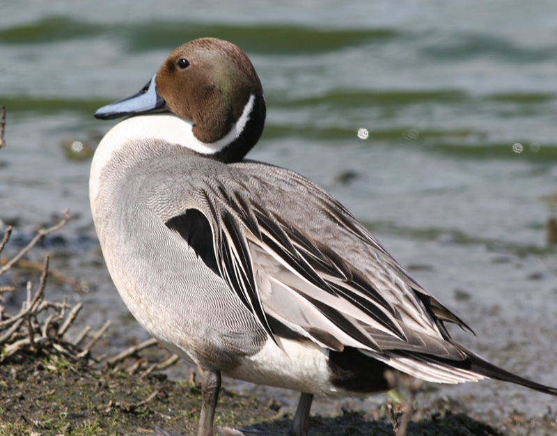 Northern Pintail,male in breeding plumage