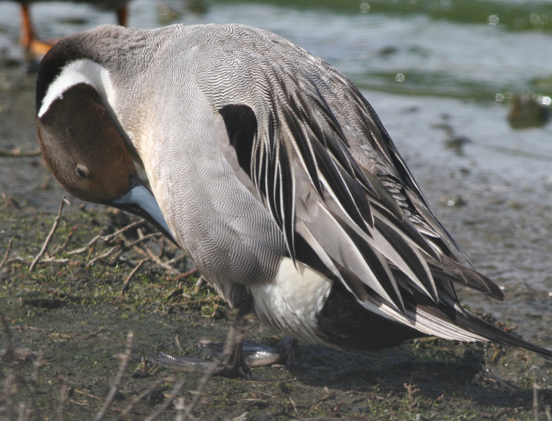 Northern Pintail,male in breeding plumage preening