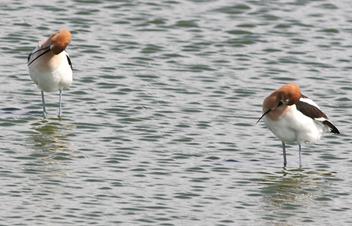 American Avocet pair in breeding plumage