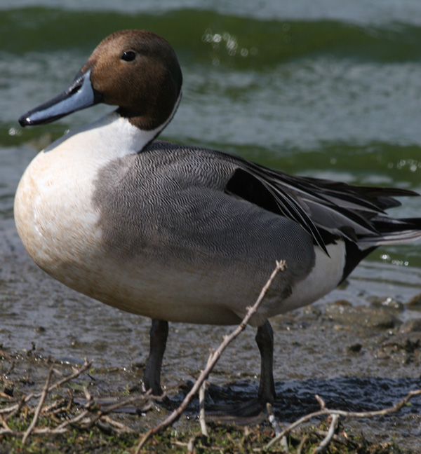 Northern Pintail,male in breeding plumage