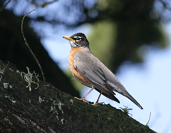 American Robin