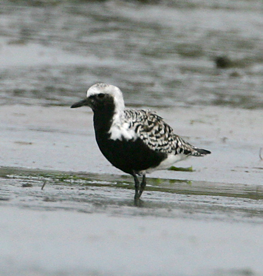 Black-bellied Plover,breeding plumage