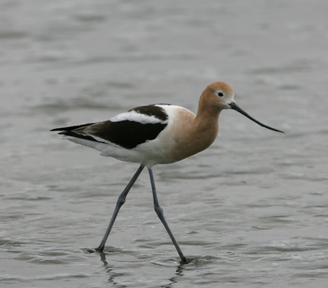 American Avocet