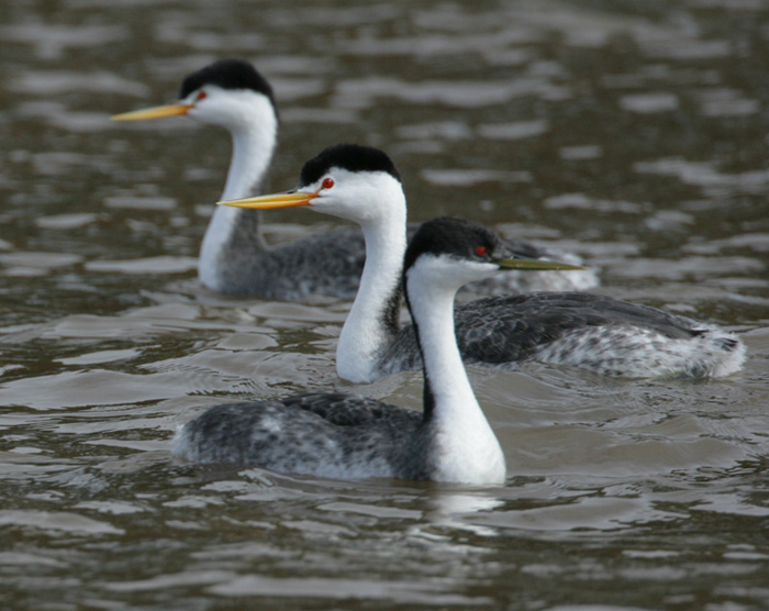 2 Clarks Grebes behind a Western Grebe