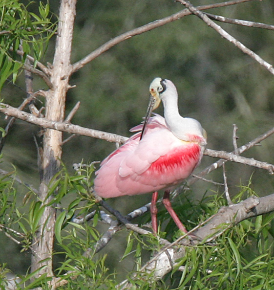 Roseate Spoonbill