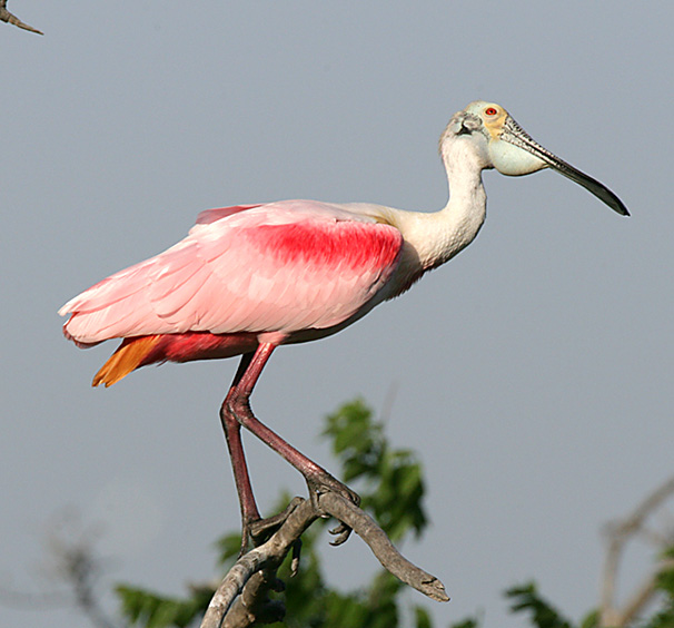 Roseate Spoonbill