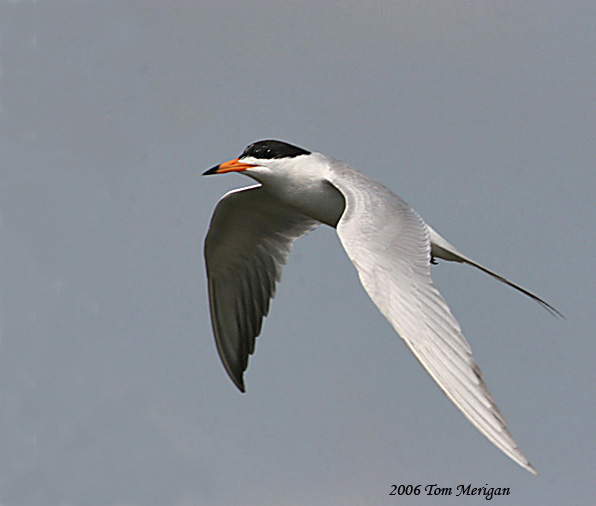 Forsters Tern in flight