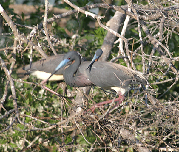 Tricolored Herons working together on the nest