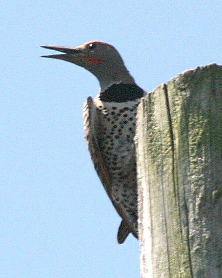 Northern Flicker(red-shafted)
