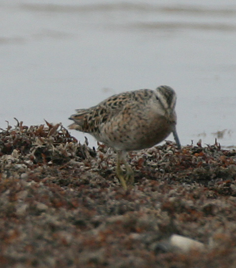 Long-Billed Dowicher