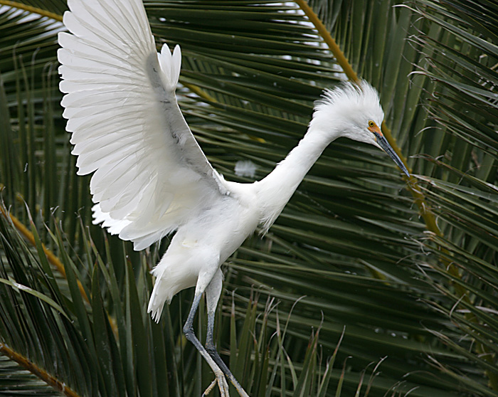 Snowy Egret,juvenile landing