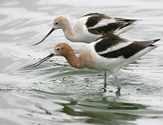 American Avocet pair in breeding plumage