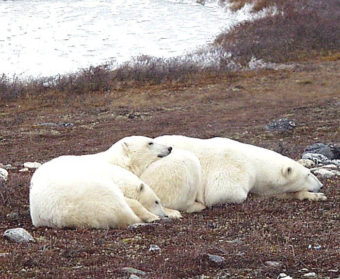 Polar Bear mom and two cubs