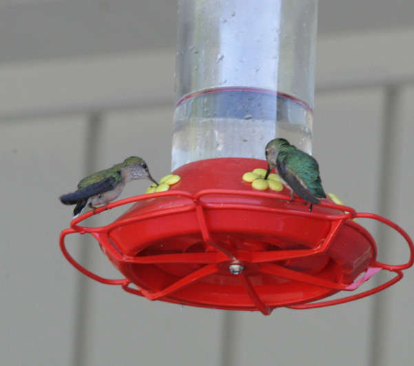 Calliope Hummingbirds