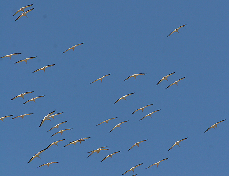 1.American White Pelicans in flight from behind