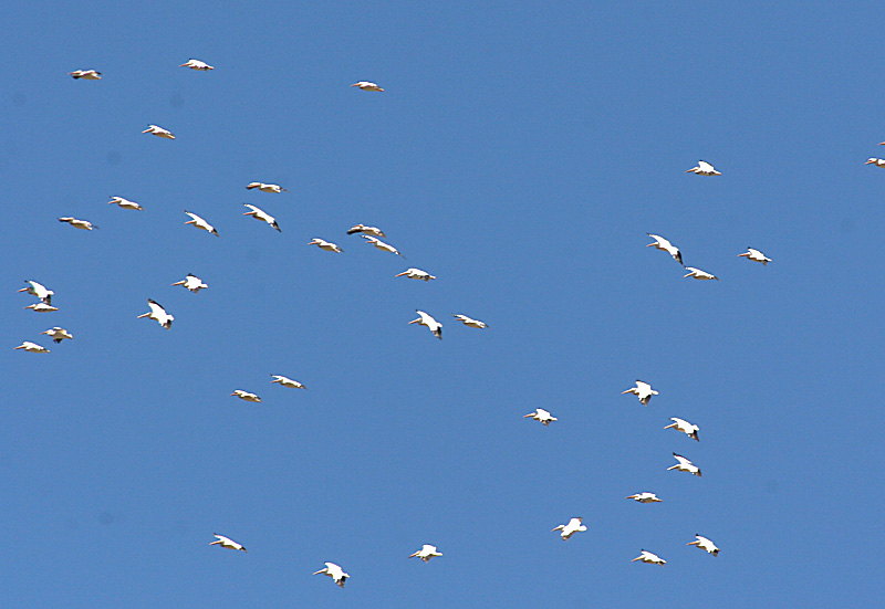 2.American White Pelicans in flight looking down upon them