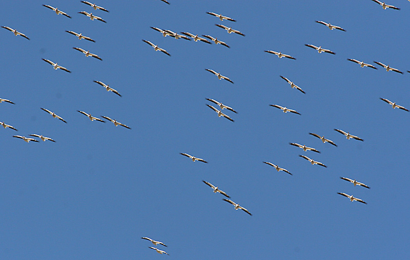 3.American White Pelicans in flight from the front