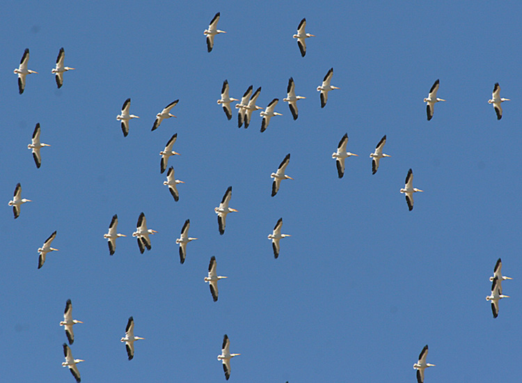 4.American White Pelicans in flight from below