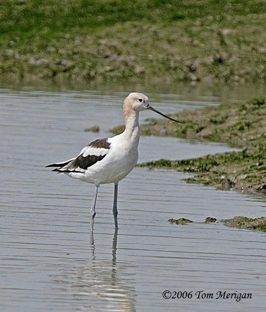 American Avocet,nonbreeding
