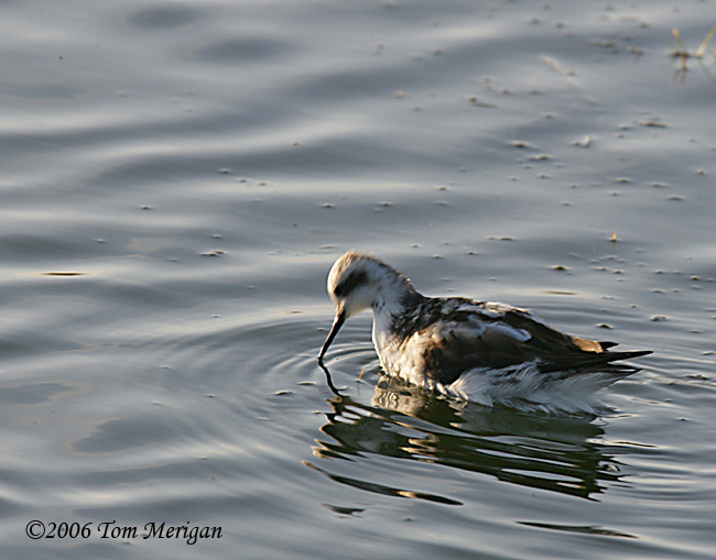 Rednecked Phalarope in nonbreeding plumage