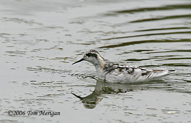 Rednecked Phalarope in nonbreeding plumage
