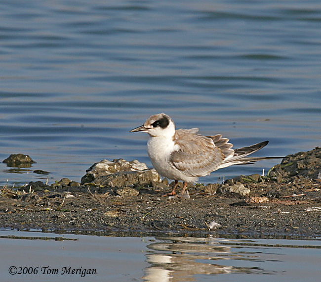 Forsters Tern,first year nonbreeding