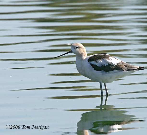 American Avocet,nonbreeding