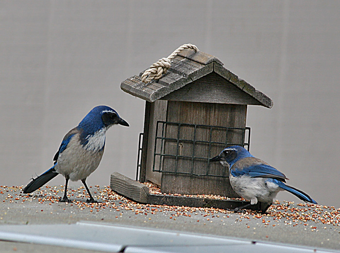 1.Western Scrub-jay,immature appears
