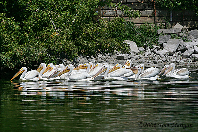 7.American White Pelicans moving on