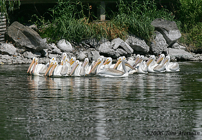 2.American White Pelicans closing ranks to begin communal  fishing