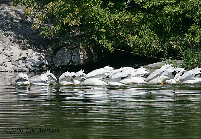 5.American White Pelicans fishing