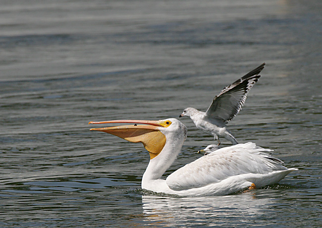 American White Pelican eating his fish and being harassed by Ring-billed gulls