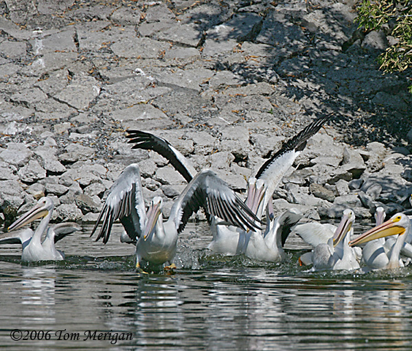 American White Pelicans,juveniles showing their black wings