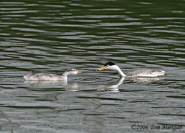 Clarks Grebe parent bringing food to baby