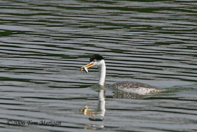 Clarks Grebe bringing food