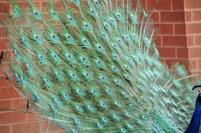 DSC_9100.JPG