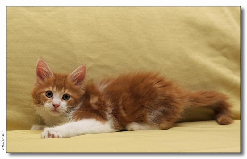 Drago 10 weeks