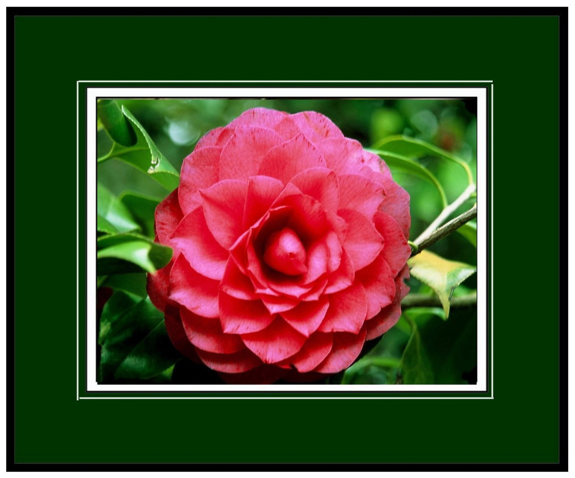 pink camellia.