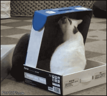 Cat_traps_cat.gif
