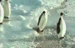 pingwiny.gif