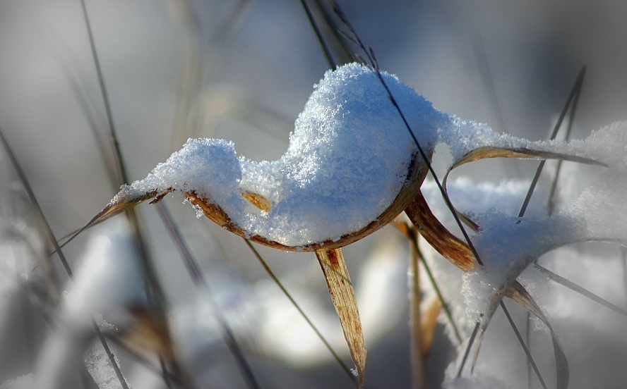 Snowbird