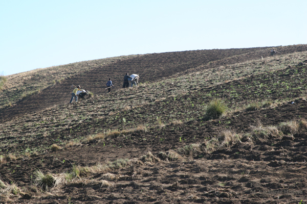 Area de Cultivo Cercana a la Poblacion